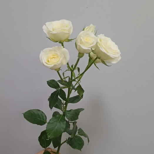 Роза кустовая