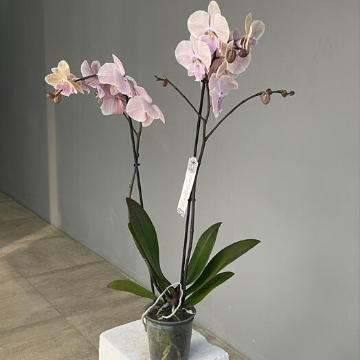 POWDER ORCHID высокая 2-ствольная орхидея в пудровом оттенке