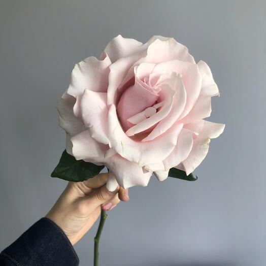 Французская Роза «Pink x Pression»