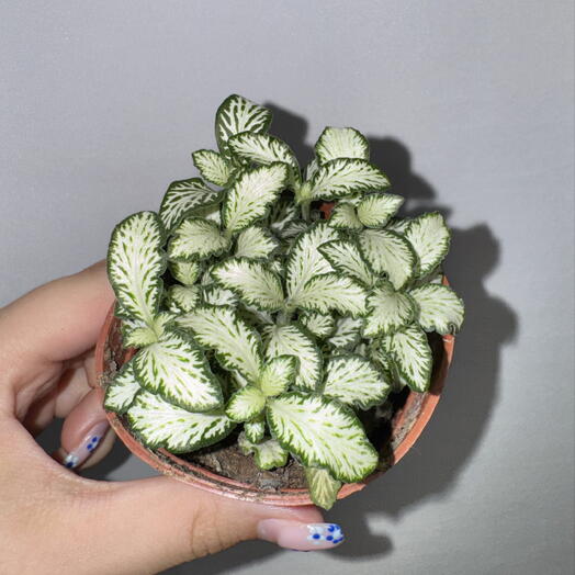 Фиттония белая 🌿