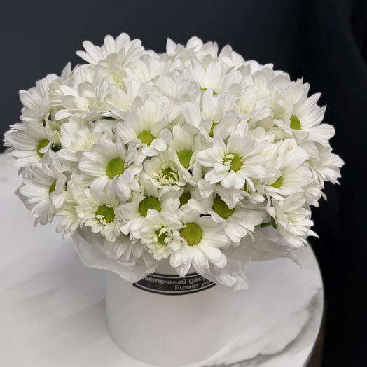 🌼 Хризантемы - ромашки 🌼