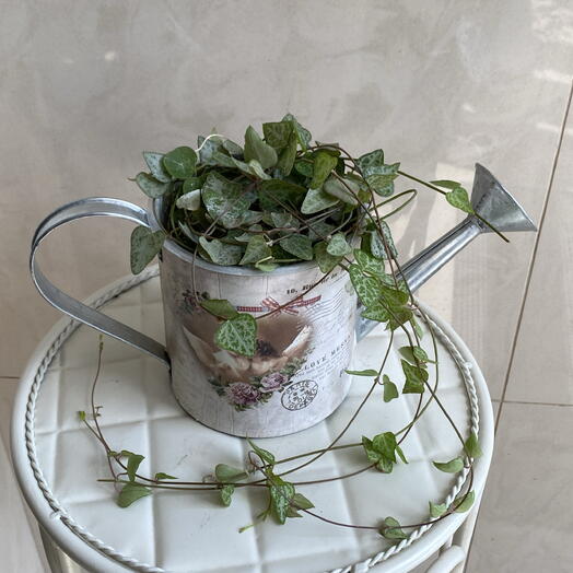 Церопегия в лейке