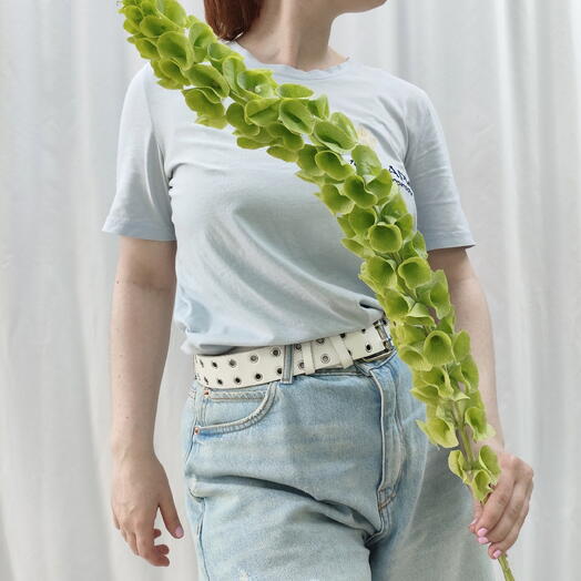 Молюцелла