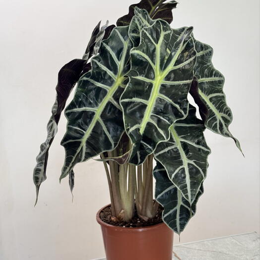 Alokasia Polly