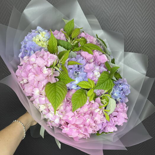 Микс садовой гортензии с листьями малины