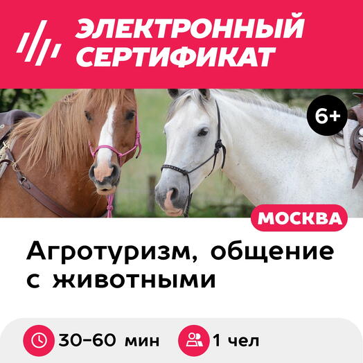 Подарочный сертификат Мастер-класс на конюшне по уходу за лошадьми, 1 чел. (30-60 мин)