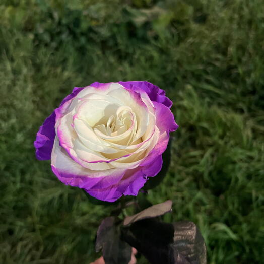 Роза краш. «Виолет Джиа»💜