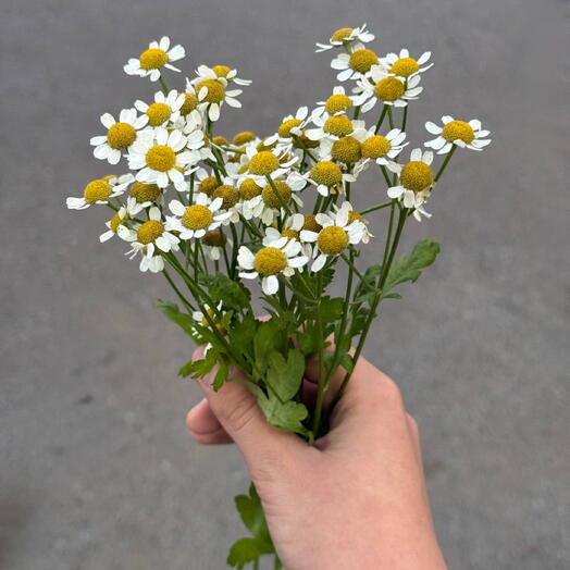 Ромашка
Матрикария