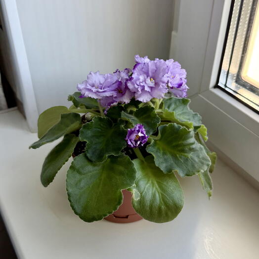 Сенполия (фиалка) мульколор в терракотовом горшочке