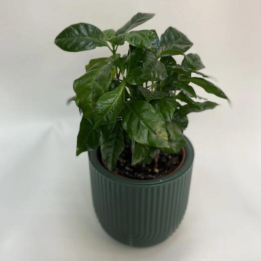 Кофе арабика /Coffea arabica