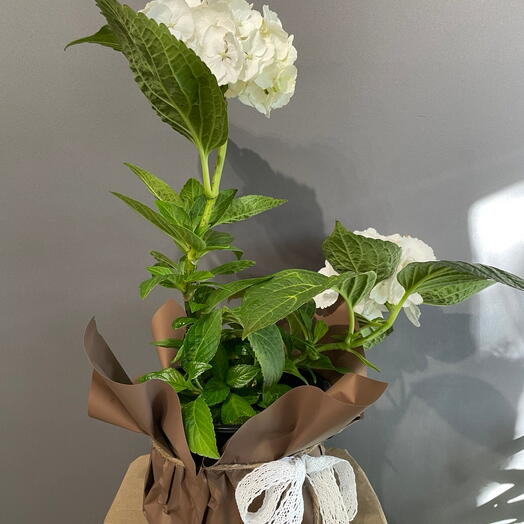Гортензия крупнолистная Сноуболл (Hydrangea macrophylla  Snowball )