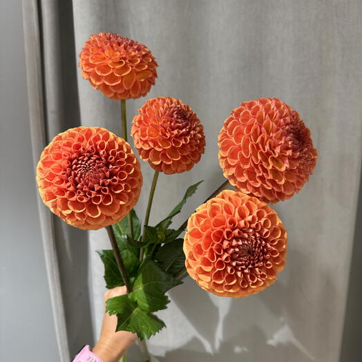 Букет георгинов 5 шт. оранжевый 🧡
