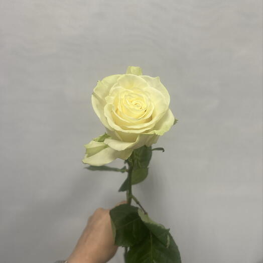 Роза Мондиаль 70см