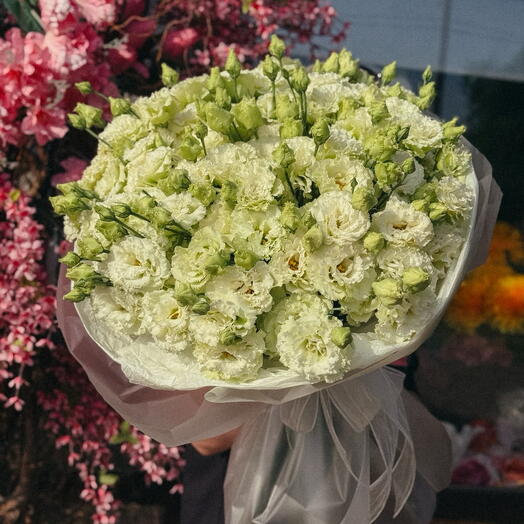 White Eustoma🤍