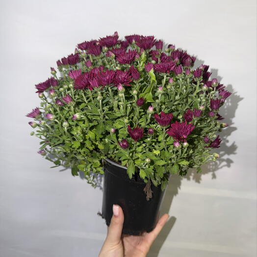 🌺 Хризантема горшечная бордовая