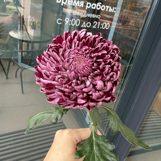 Хризантема Бигуди