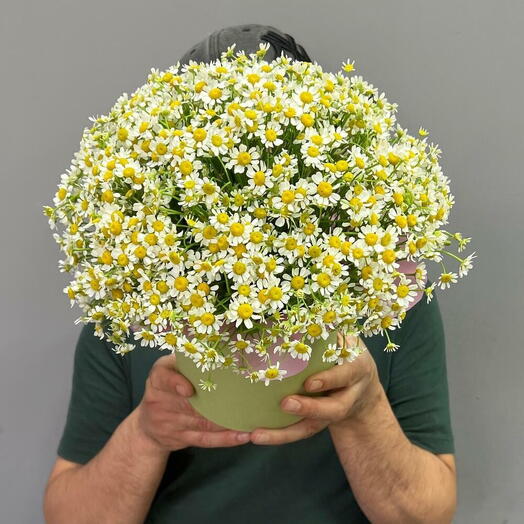 Пышные Кустовые Ромашки в шлпяной коробке 💛