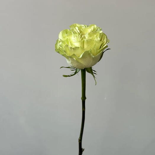 Роза Экзотик Минт