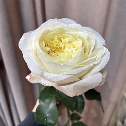 Роза Кэндллайт