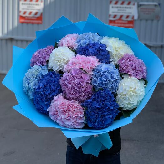 Hydrangeas