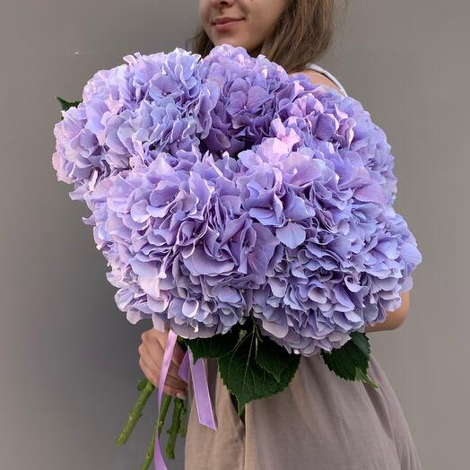 Purple Dutch hydrangea