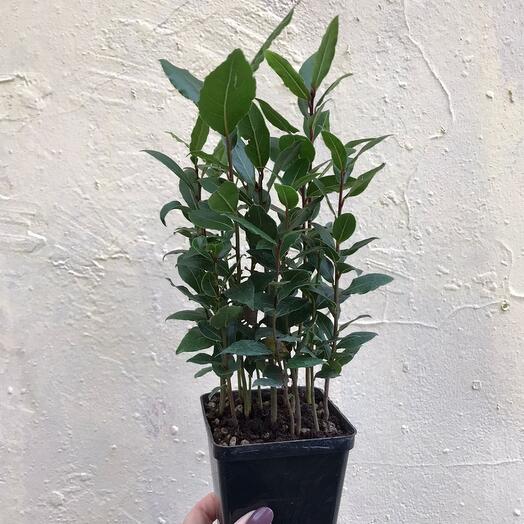 Лавр Laurus nobilis, Живые растения в Санкт-Петербурге, купить по цене ...