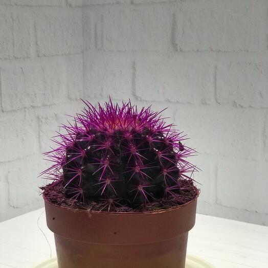 Кактус 💜