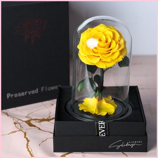 Preseved yellow rose