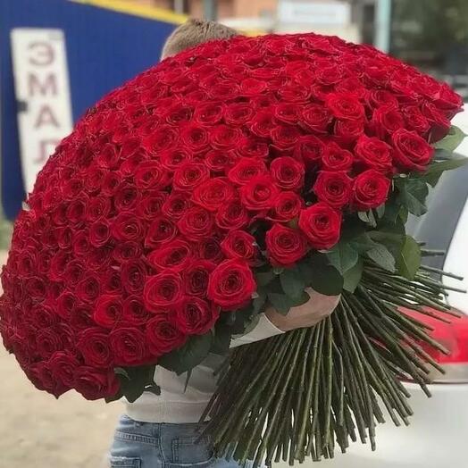 301 красная роза для Королевы