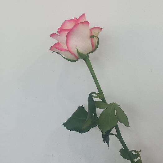 Rosa jumilia