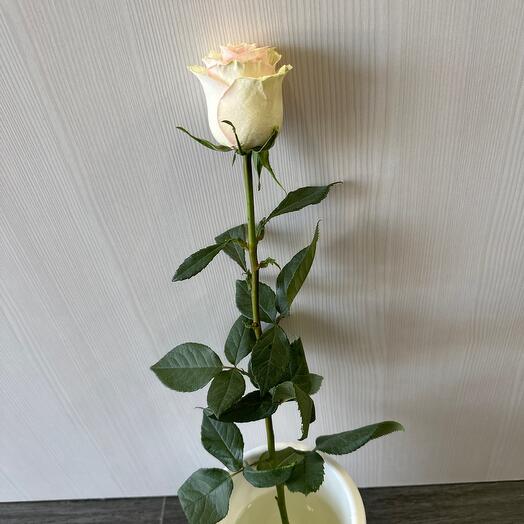 Роза белая