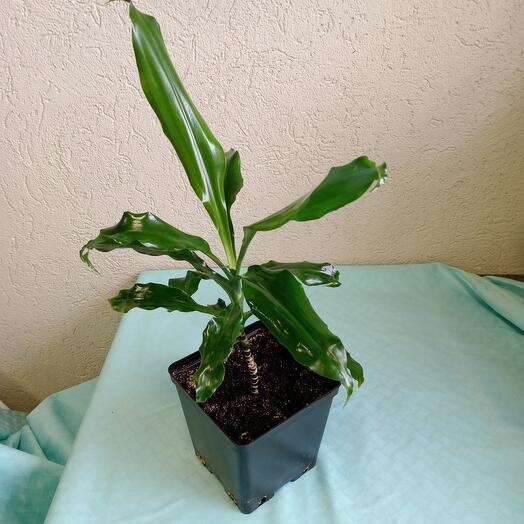 Драцена Жанет комнатное растение