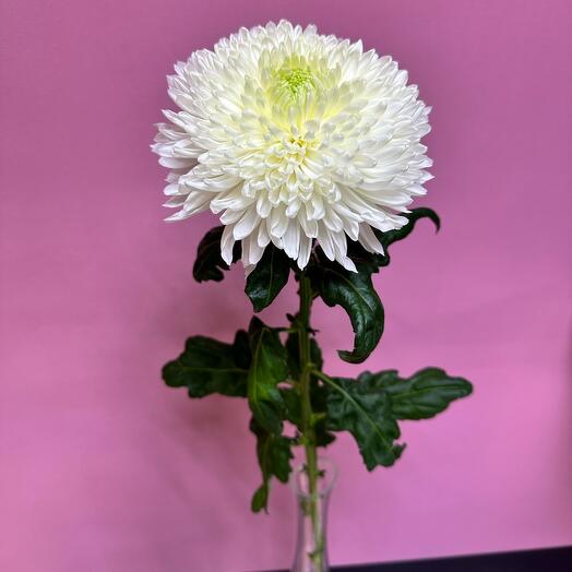 Chrysanthemum single-headed extra