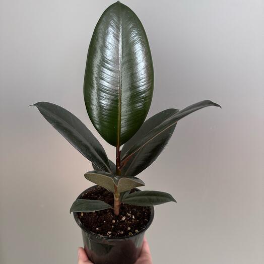 Фикус Черный принц Ficus Black Prince