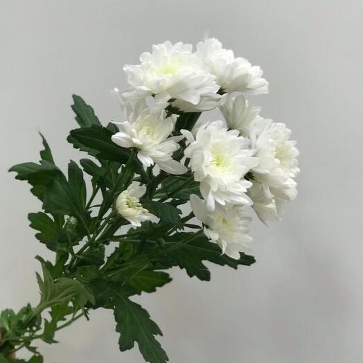 Bush chrysanthemum white