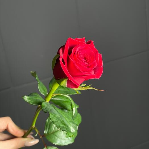 Rosa roja