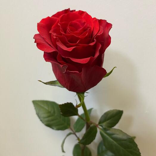 Роза красная 60см