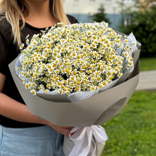 Ромашки большой букет