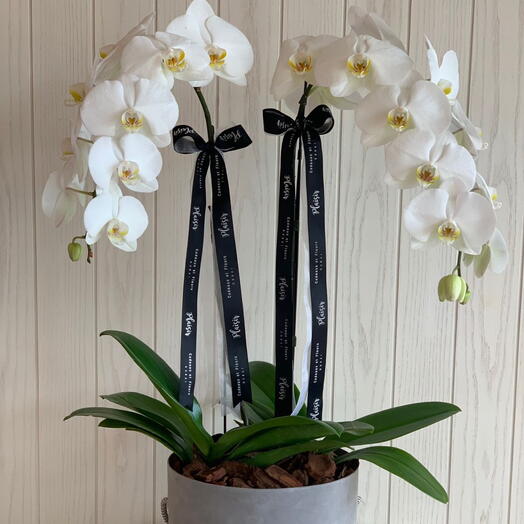 Double Cloche Orchids in Grey Velvet Box