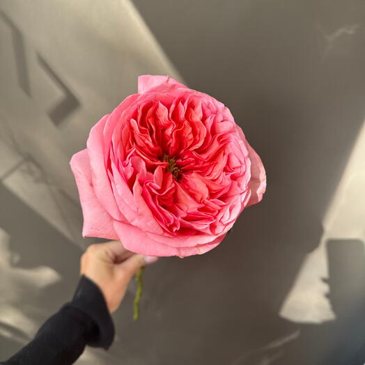 Роза сорта "Pink Expression" из сада