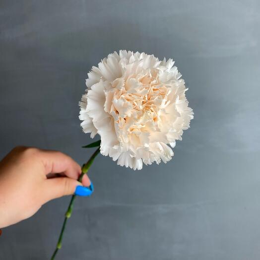 Cream dianthus (carnation)