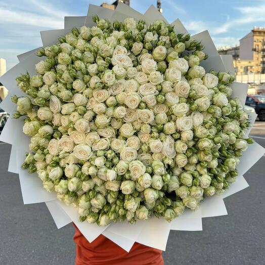 Bushy Peony-shaped Rose