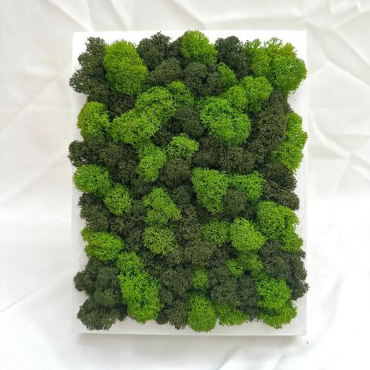 Фитокартина «Green Mosaic» из стабилизированного мха ягеля