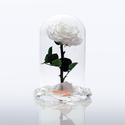 White forever rose Box