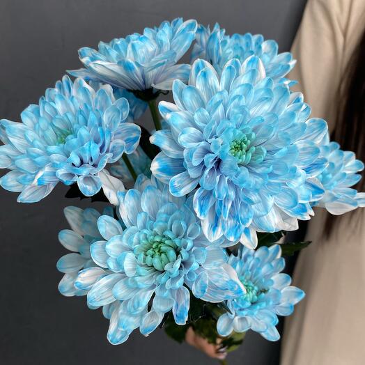 Blue bush chrysanthemum of Altai variety