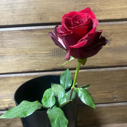 Роза Эквадор  Red