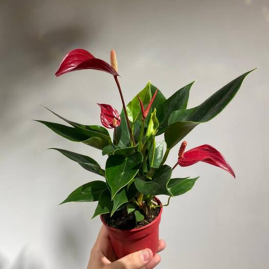 Антуриум Лили