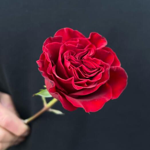 Бордовая пионовидная роза Hearts (Хартс)