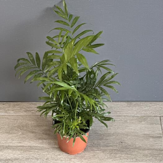Хамедорея в горшке диаметр 12