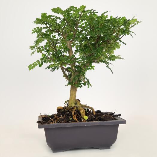 Бонсай Фисташка в горшке